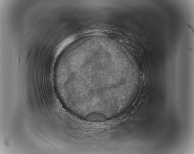 X0000100310006200806261213