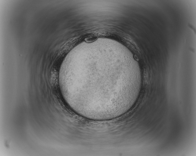 X0000100310029200806261213