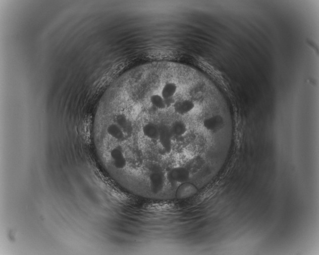 X0000100310065200806261212