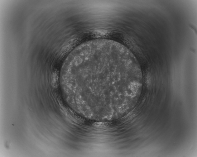 X0000100310082200806261212