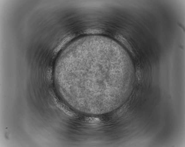 X0000100310159200806261210