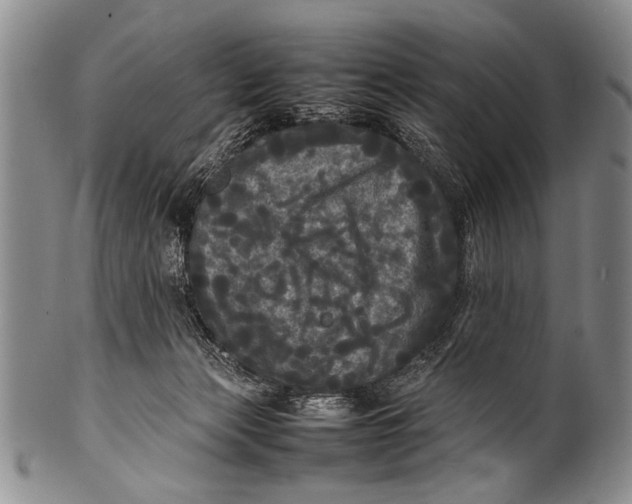 X0000100310173200806261211