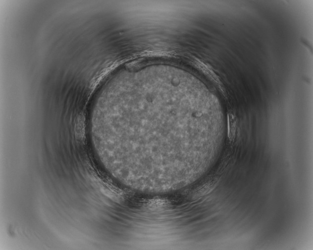 X0000100310204200806261210