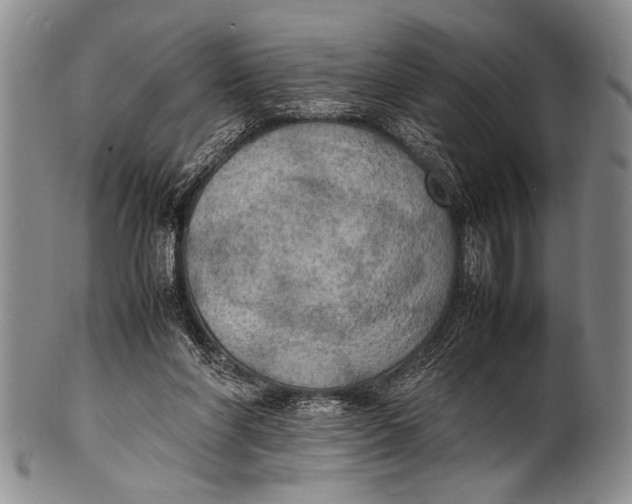 X0000100310206200806261210