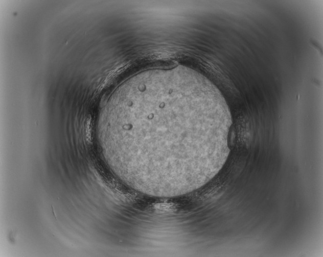 X0000100310216200806261210