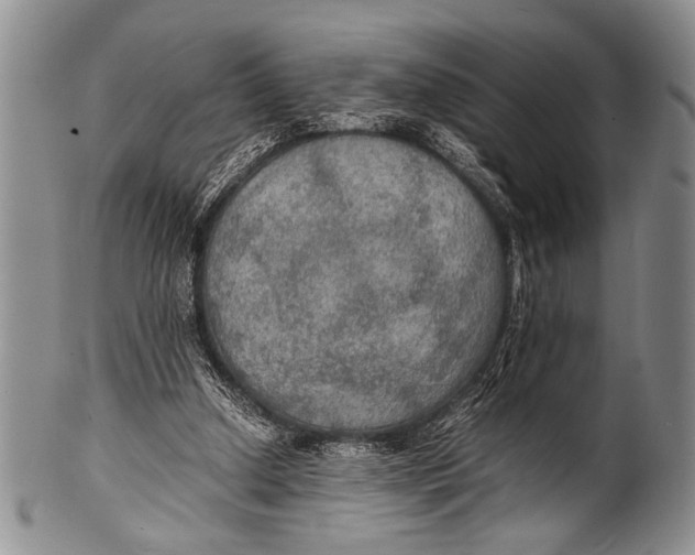 X0000100310250200806261209