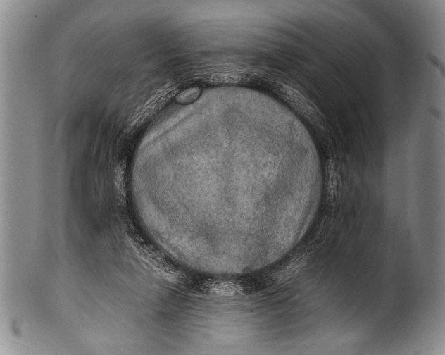 X0000100310258200806261209