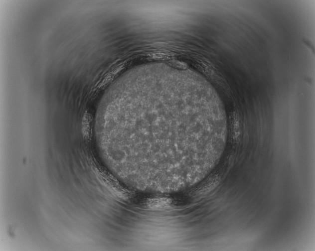 X0000100310266200806261209