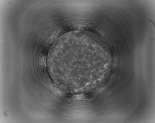 X0000100310286200806261209