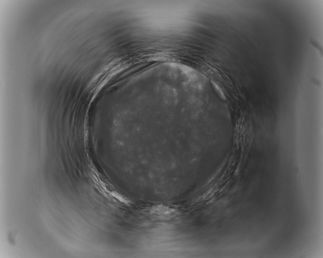 X0000100310290200806261209