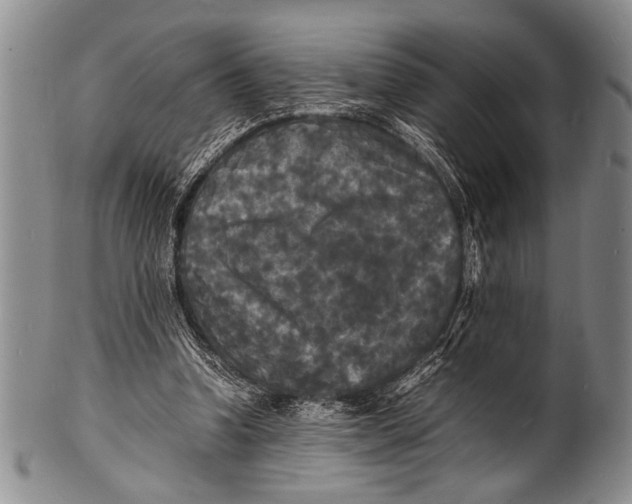 X0000100310346200806261207