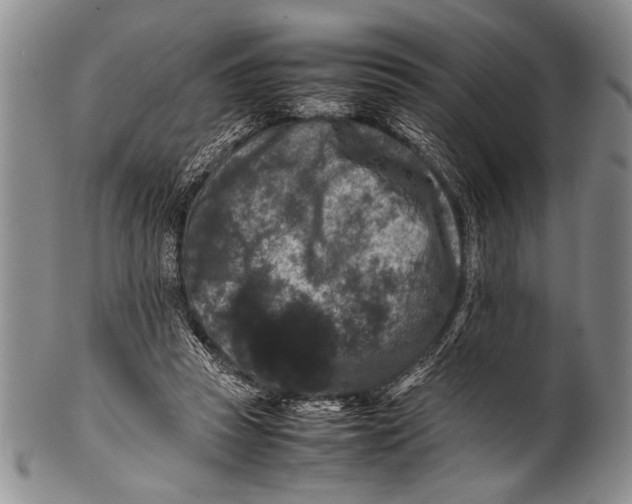 X0000100310353200806261207