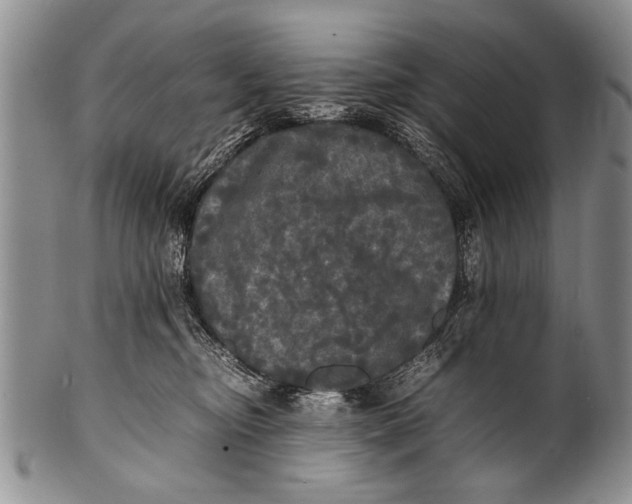 X0000100310374200806261208