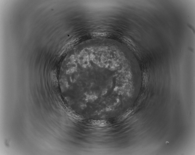 X0000100310377200806261208