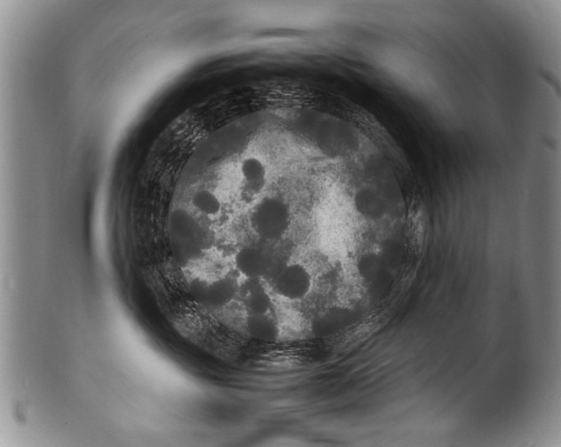 X0000100310381200806261208