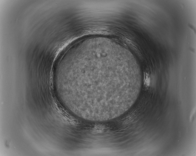 X0000100310388200806261207