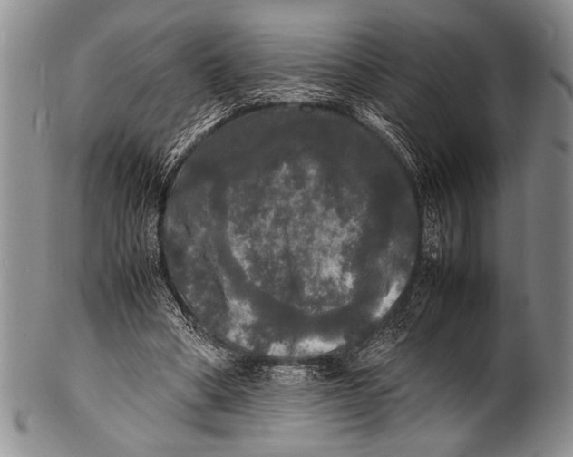 X0000100310394200806261207