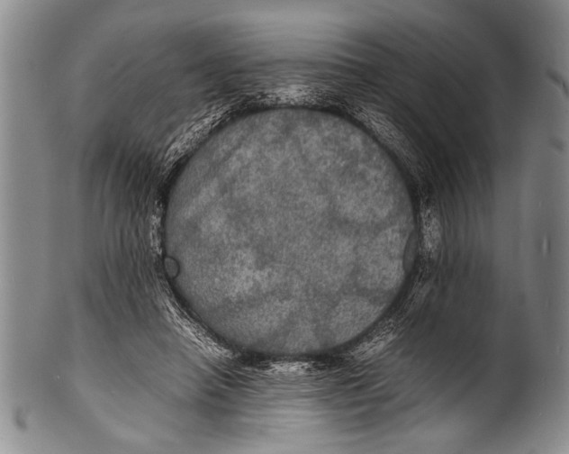 X0000100310450200806261206