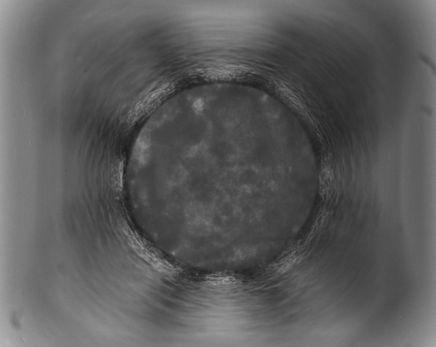 X0000100310454200806261206