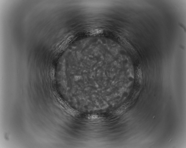 X0000100310565200806261205