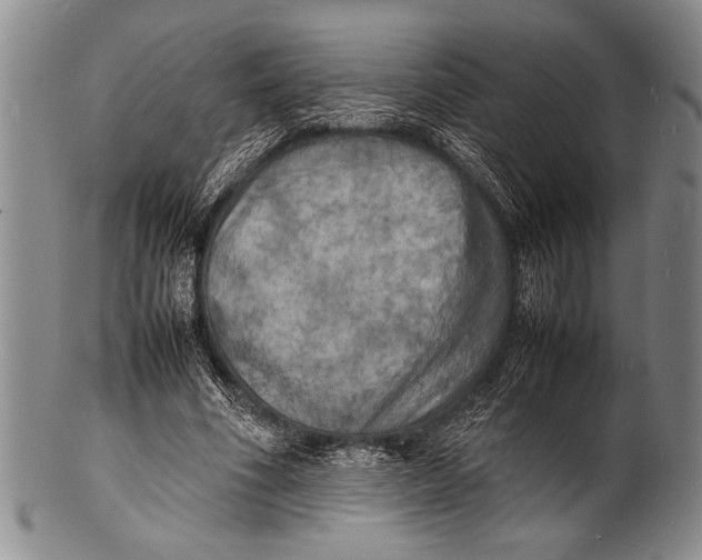 X0000100310586200806261204