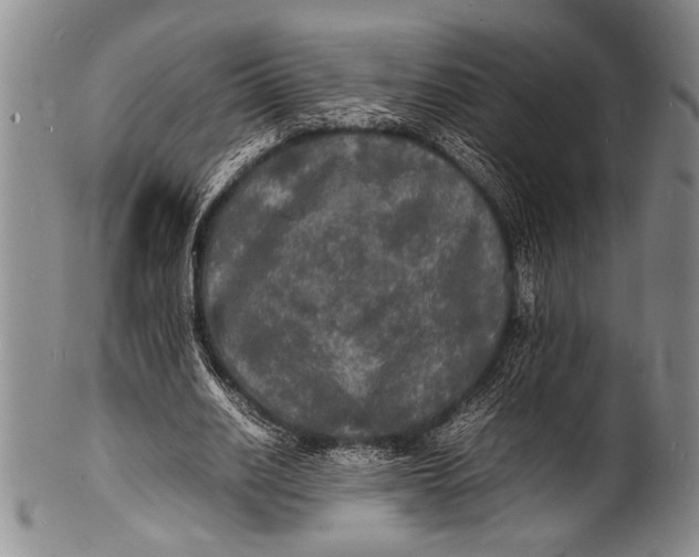 X0000100310630200806261203