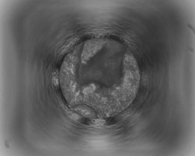 X0000100310719200806261202