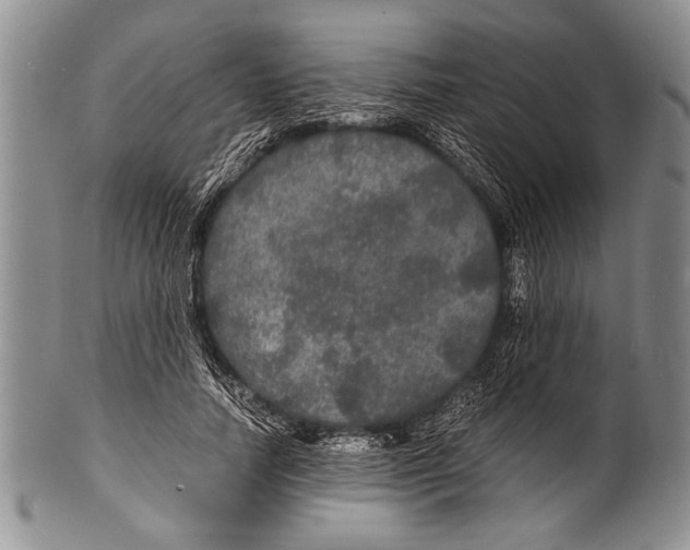 X0000100310738200806261202