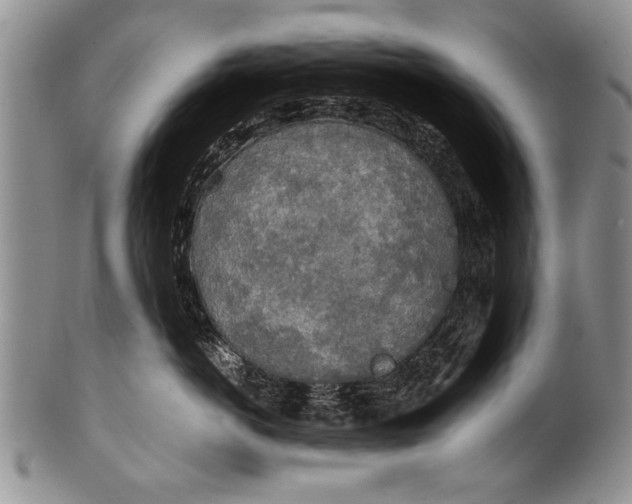 X0000100310766200806261202