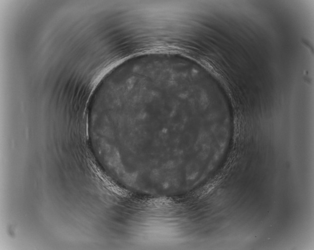 X0000100310838200806261200