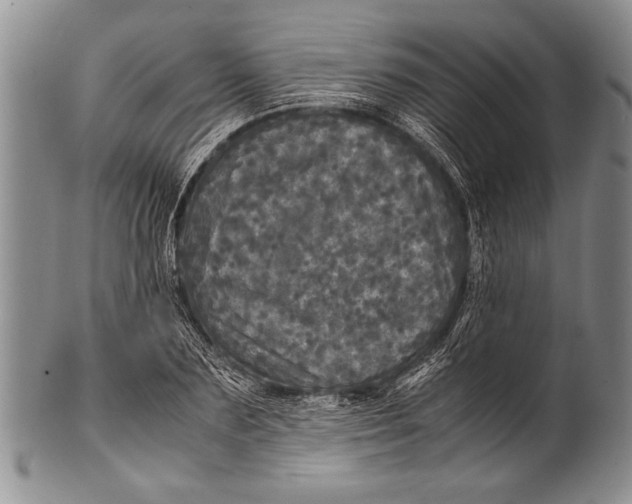 X0000100310883200806261159