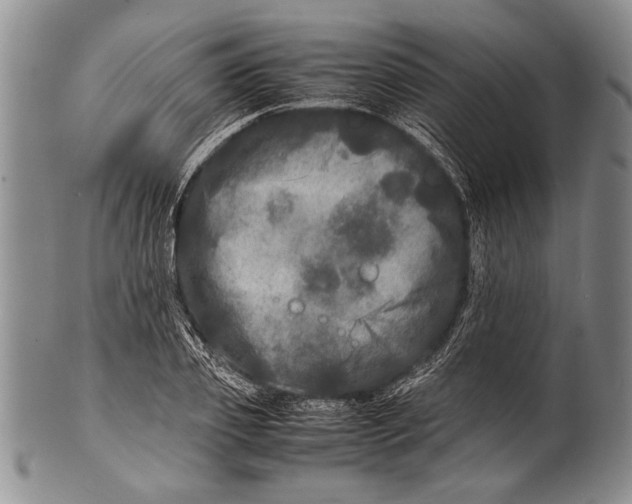 X0000100310933200806261159