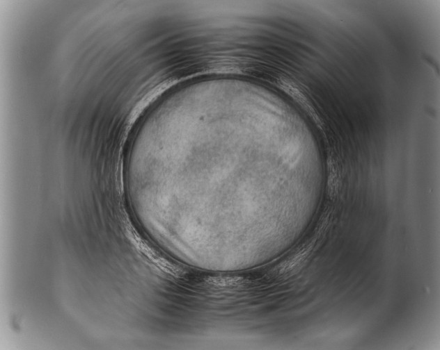 X0000100310939200806261159