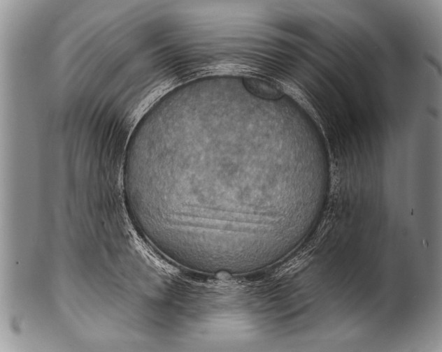 X0000100310946200806261159