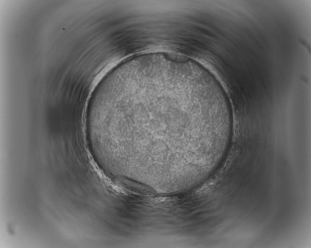 X0000100310949200806261159