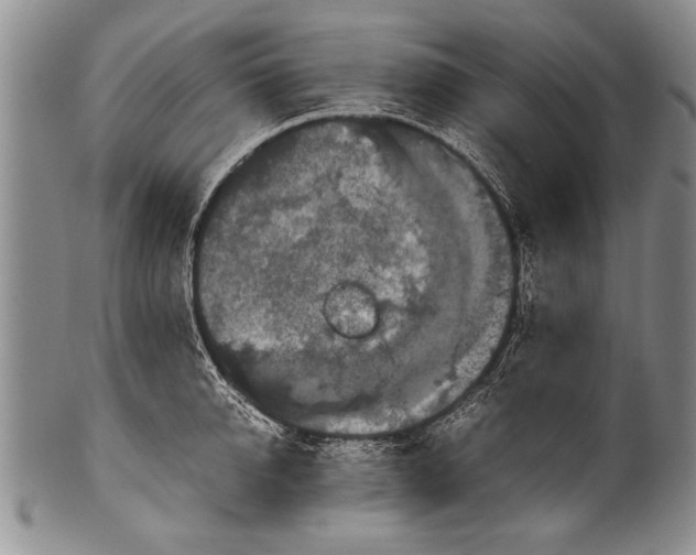 X0000100310950200806261159