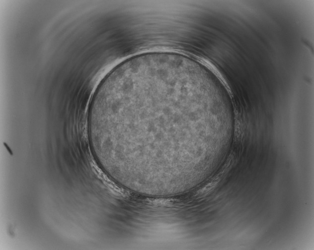 X0000100311004200806261158