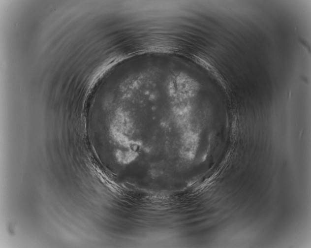 X0000100311027200806261157