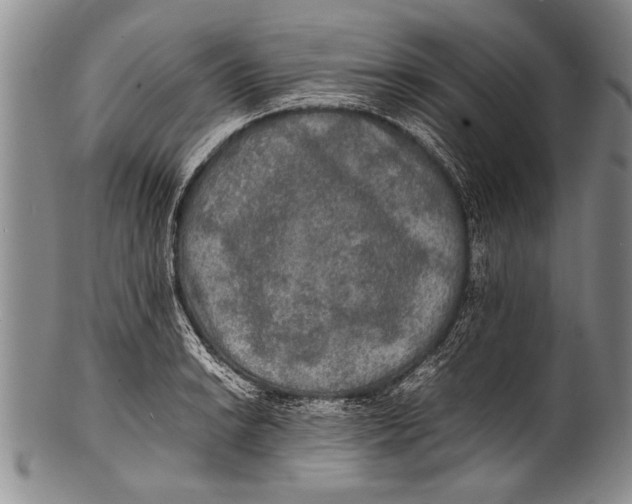 X0000100311038200806261157