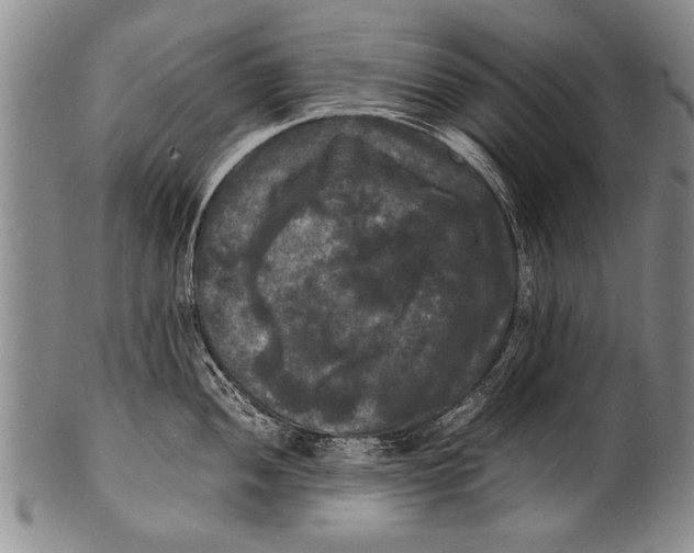 X0000100311052200806261158