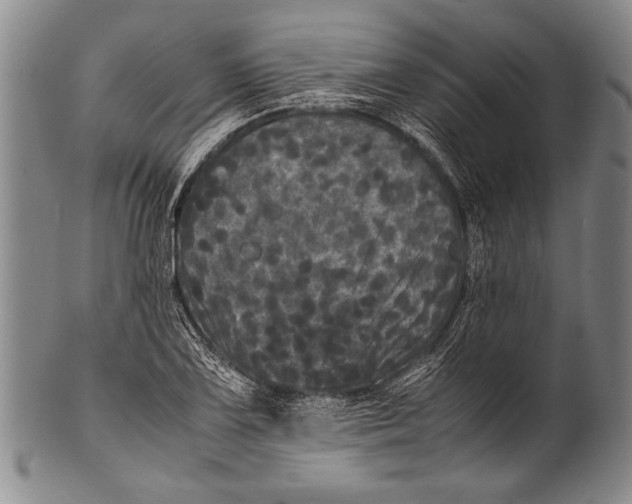 X0000100311075200806261157