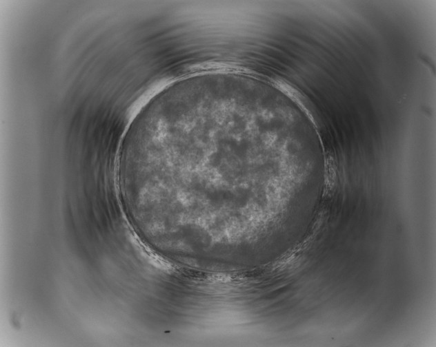 X0000100311098200806261156