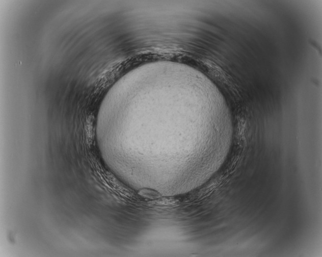 X0000100311110200806261156