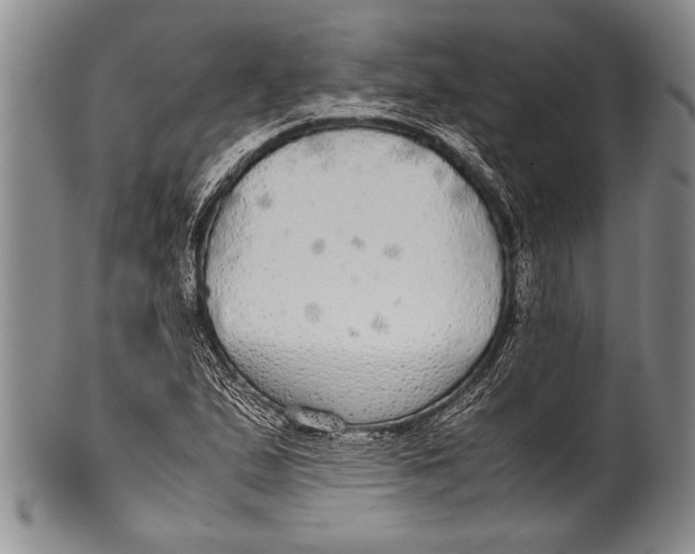 X0000100311167200806261155