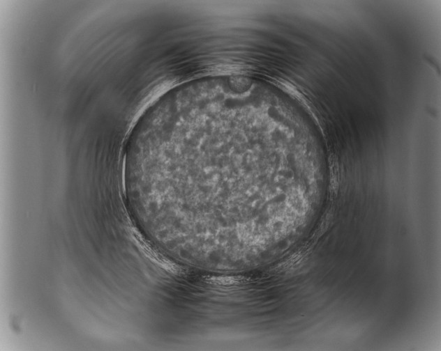 X0000100311227200806261155