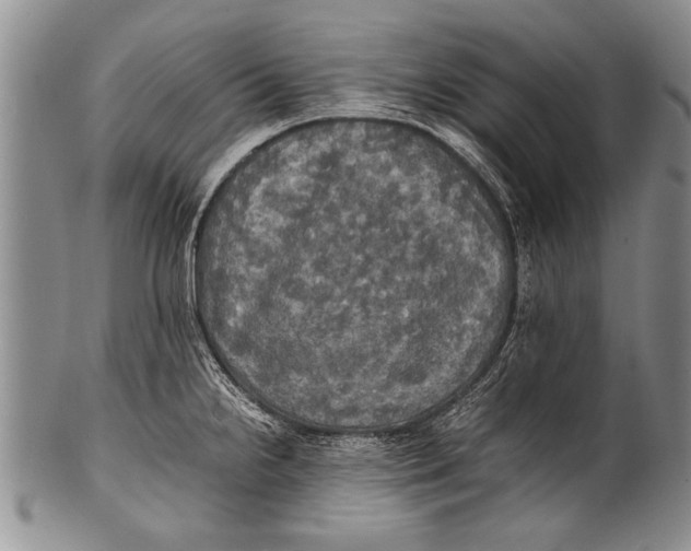 X0000100311238200806261155