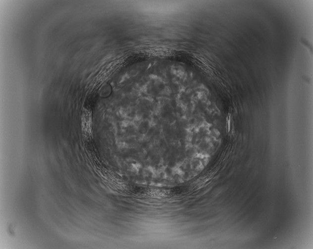 X0000100311251200806261154