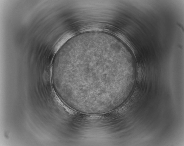 X0000100311290200806261154