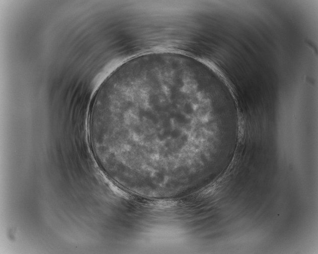 X0000100311294200806261153