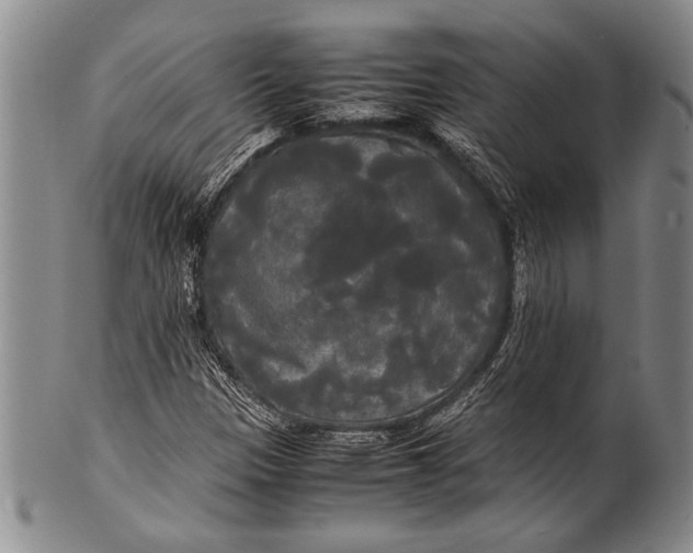 X0000100311305200806261153